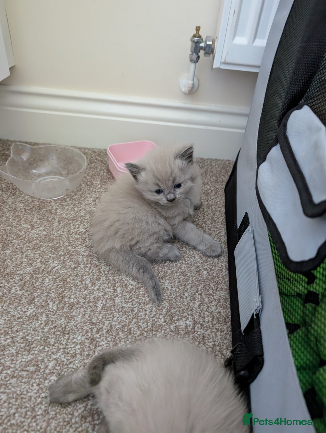 Ragdoll cats for sale: 4 gorgeous ragdoll kittens  - Image 6
