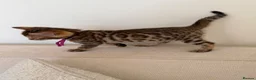 Bengal cats for sale: ✨ Pedigree Rosetted Bengal Kittens - Ready Soon✨ - Advert 11