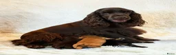 Cocker Spaniel dogs for sale: Outstanding Cocker Spaniel Puppies Available  - Advert 4