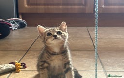 Mixed Breed cats for sale: Beautiful tabby female kitten  - Image 1