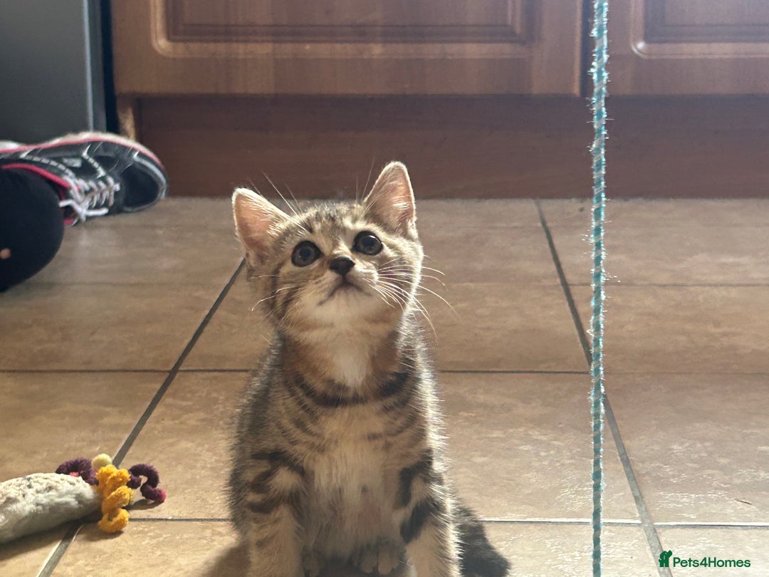Mixed Breed cats for sale: Beautiful tabby female kitten  - Image 1