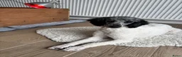 Sproodle dogs for sale: ✨ Premium Rare F1 Sproodle Pups – Champion Lines ✨ - Advert 23