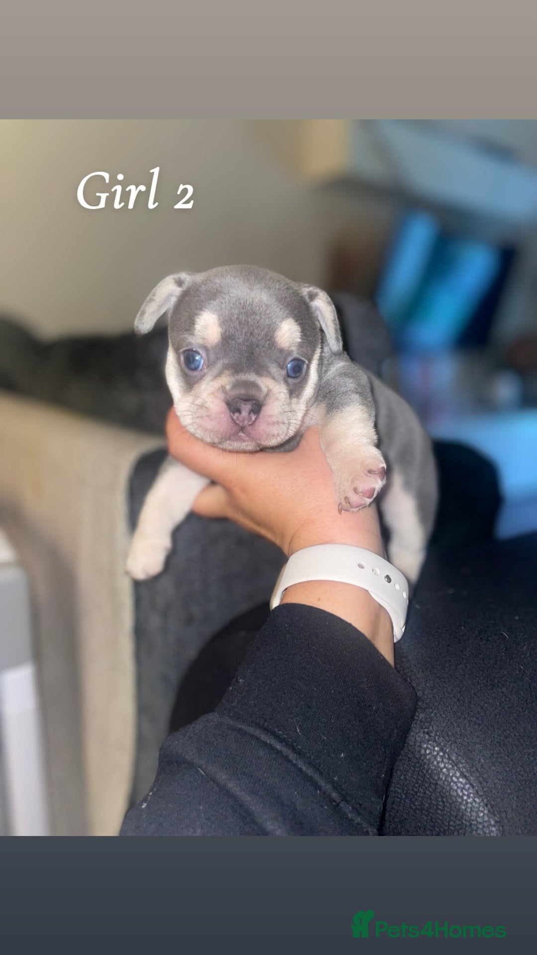 French Bulldog dogs for sale: 2 gorgeous lilac and tan french bulldogs  - Advert 6