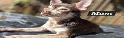 Chihuahua dogs for sale: Pedigree club registered chihuahua puppies - Advert 22