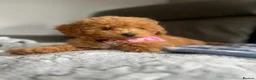 Poochon dogs for sale: Family raised Poochon puppies for sale  - Advert 5