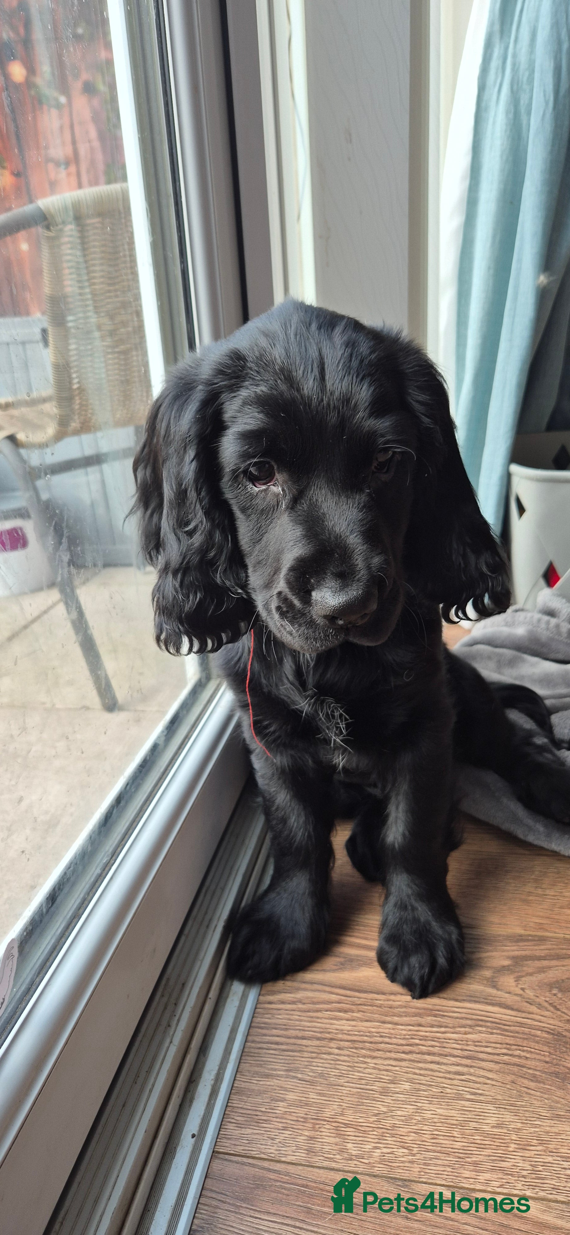 Sprocker dogs REDUCED :Last remaining sprocker male pup - Advert 1