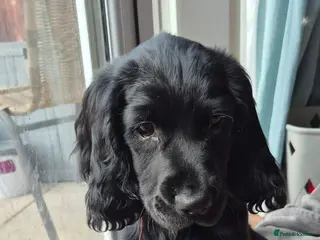 Sprocker dogs REDUCED :Last remaining sprocker male pup - Advert 1