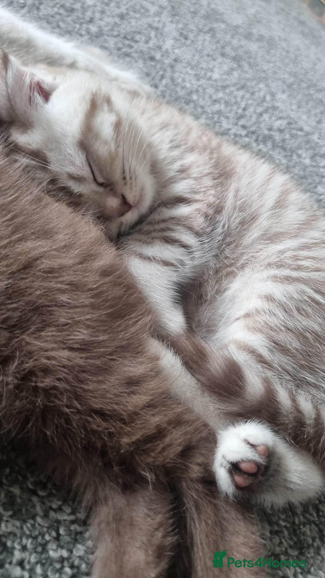 Scottish Fold cats for sale: Stunning TICA Registered Babies - Image 29