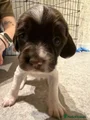 English Springer Spaniel 3