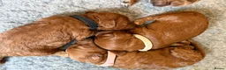 Cockapoo dogs for sale: 🐶💕 F1B COCKERPOO PUPPIES HAVE ARRIVED! 💕 - Advert 3
