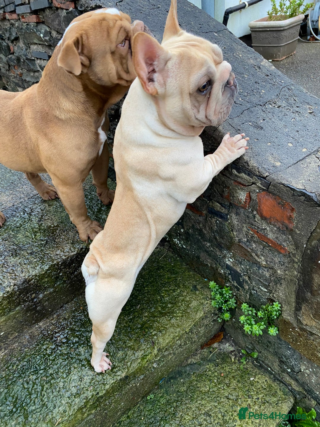 French Bulldog dogs for sale: Male Frenchie  - Advert 3