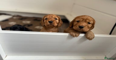 Cocker Spaniel dogs - Advert 12