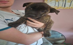 Mixed Breed dogs for sale: American Akita/Bullmastiff cross - Image 15