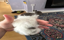 Ragdoll cats for sale: Ragdoll cross breed  - Image 22