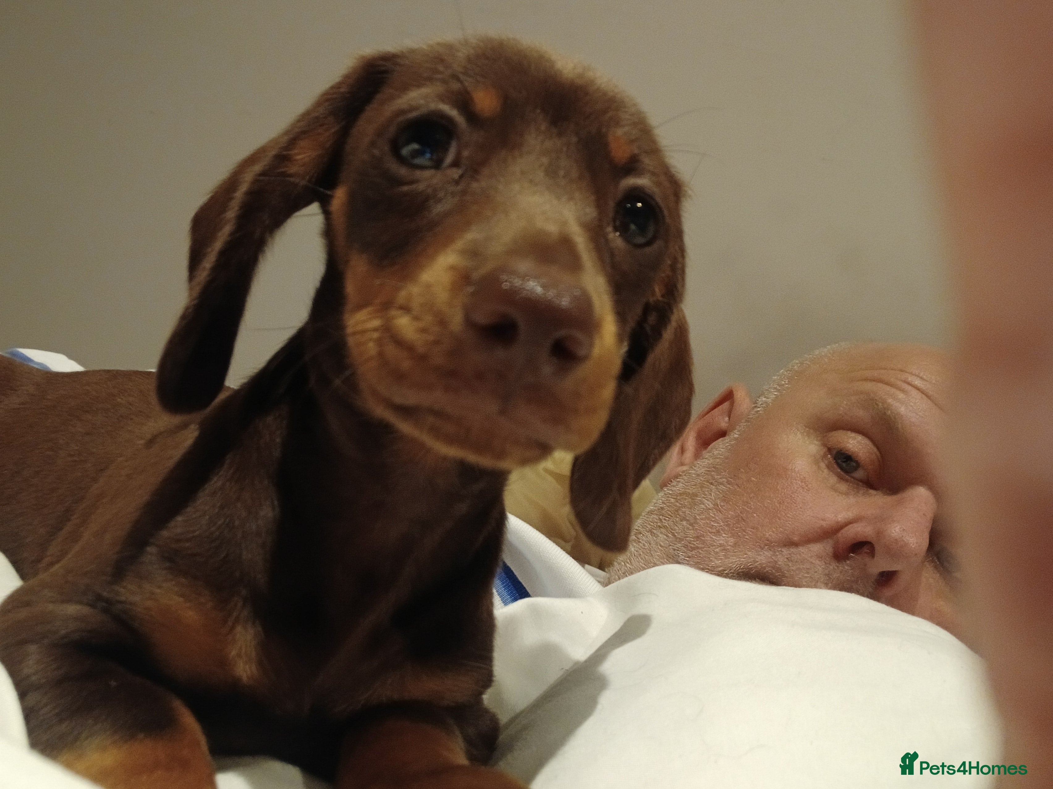 Mixed Breed dogs Two dogs ( female)  - Advert 6