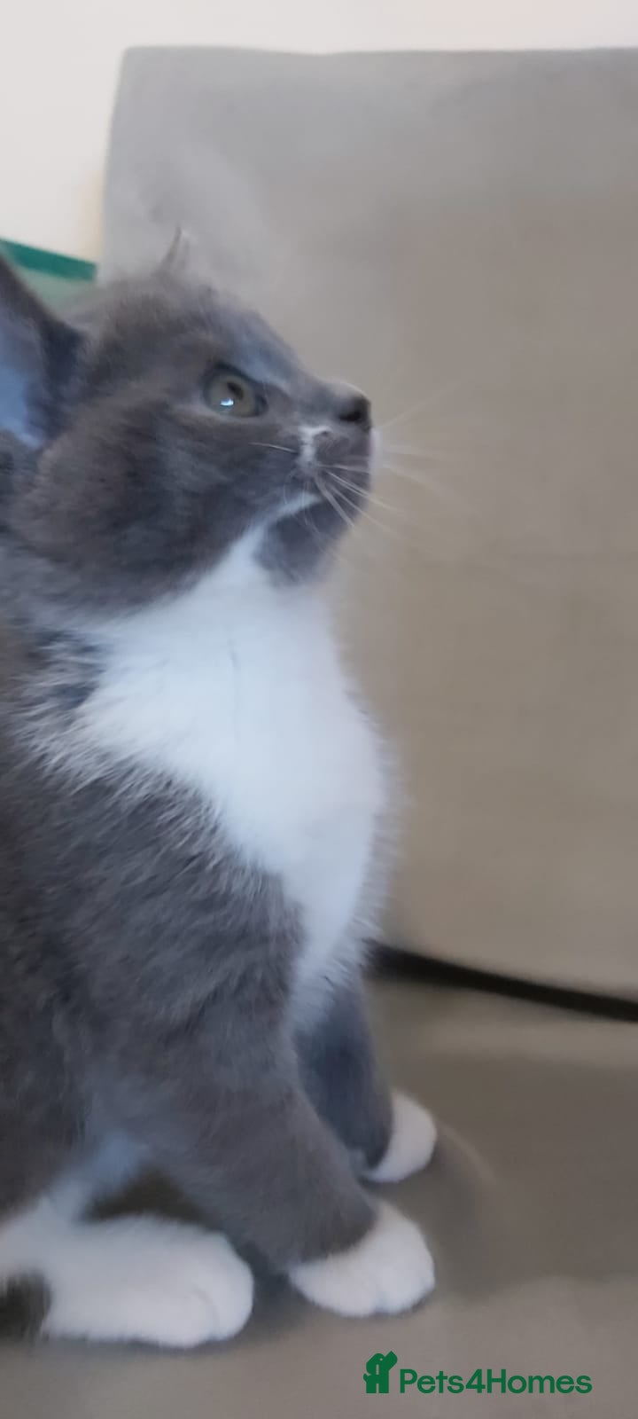 British Shorthair cats Beautiful little kittens  - Advert 1