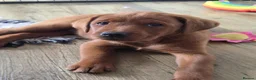 Labrador Retriever dogs for sale: ❤️ beautiful dark red working Labrador pups ❤️ - Advert 5