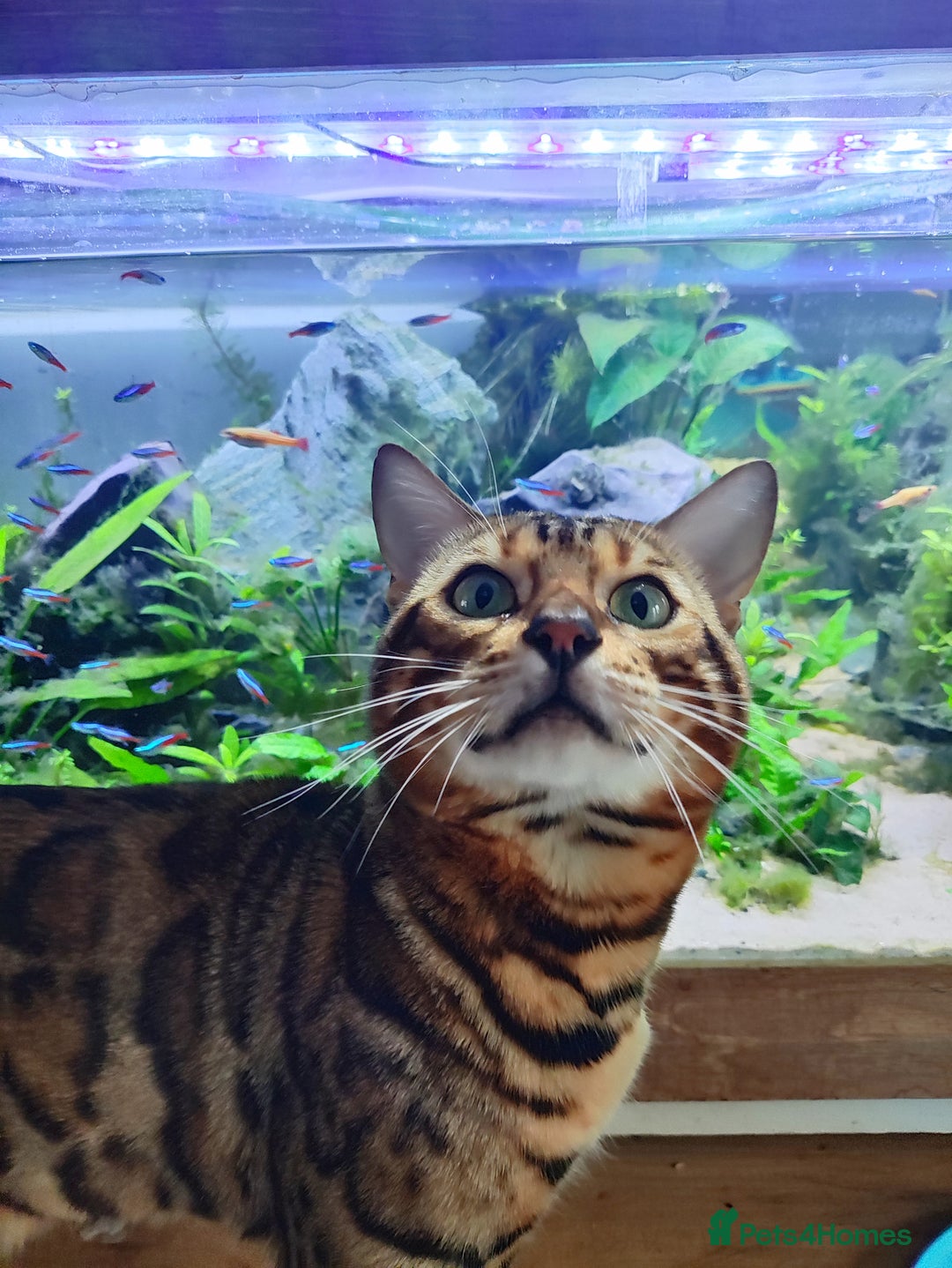 Bengal cats for stud: Stunning Proven TICA Pedigree Bengal Stud Hibiki in Durham - Image 2