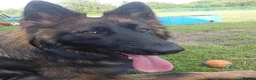 German Shepherd dogs for stud: Amazing Loki  for stud  - Advert 2