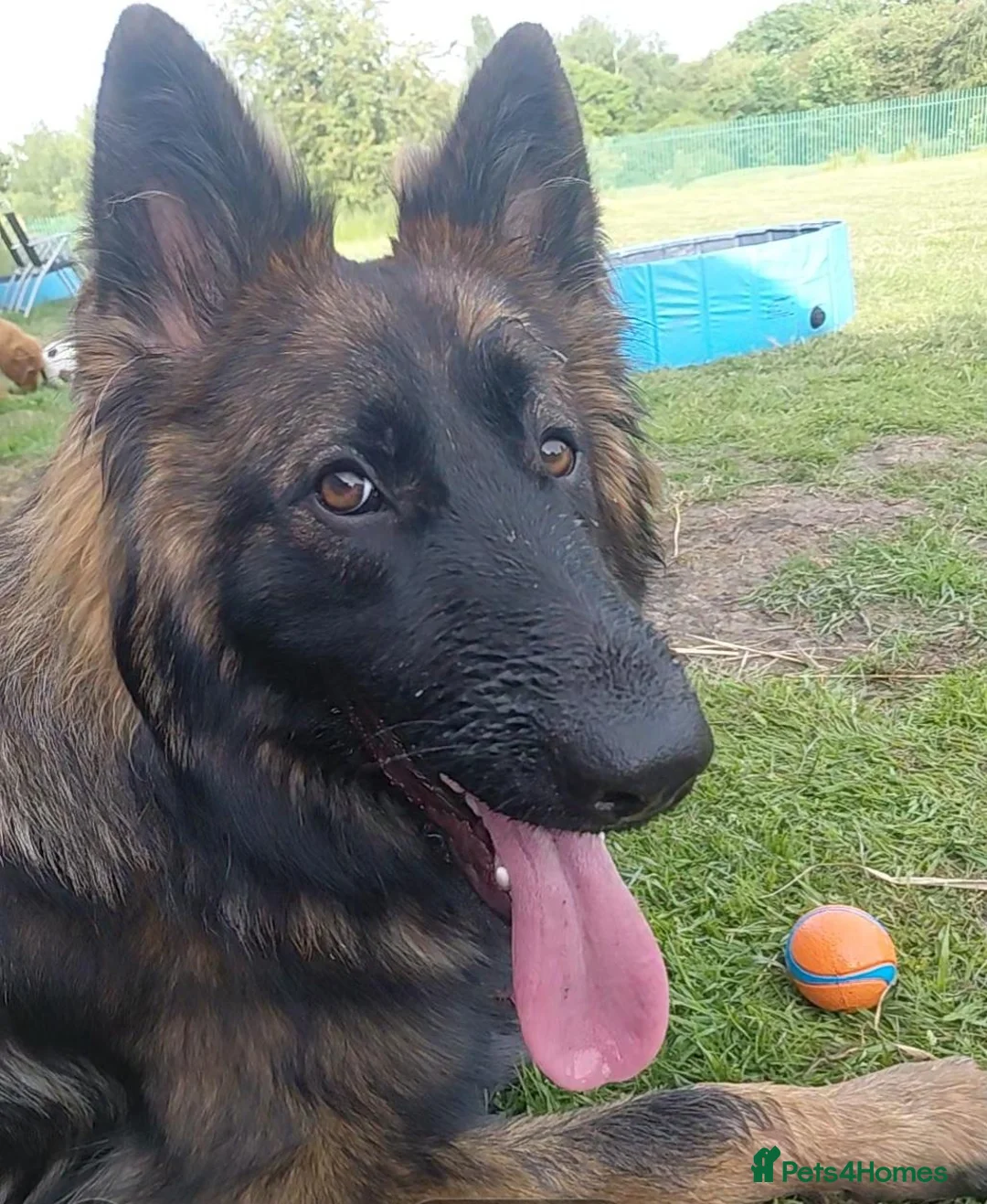 German Shepherd dogs for stud: Amazing Loki  for stud  - Advert 2