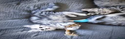 Siberian cats for sale: 🐾 Stunning Siberian cross Maine Coon Kittens 🐾 - Advert 6