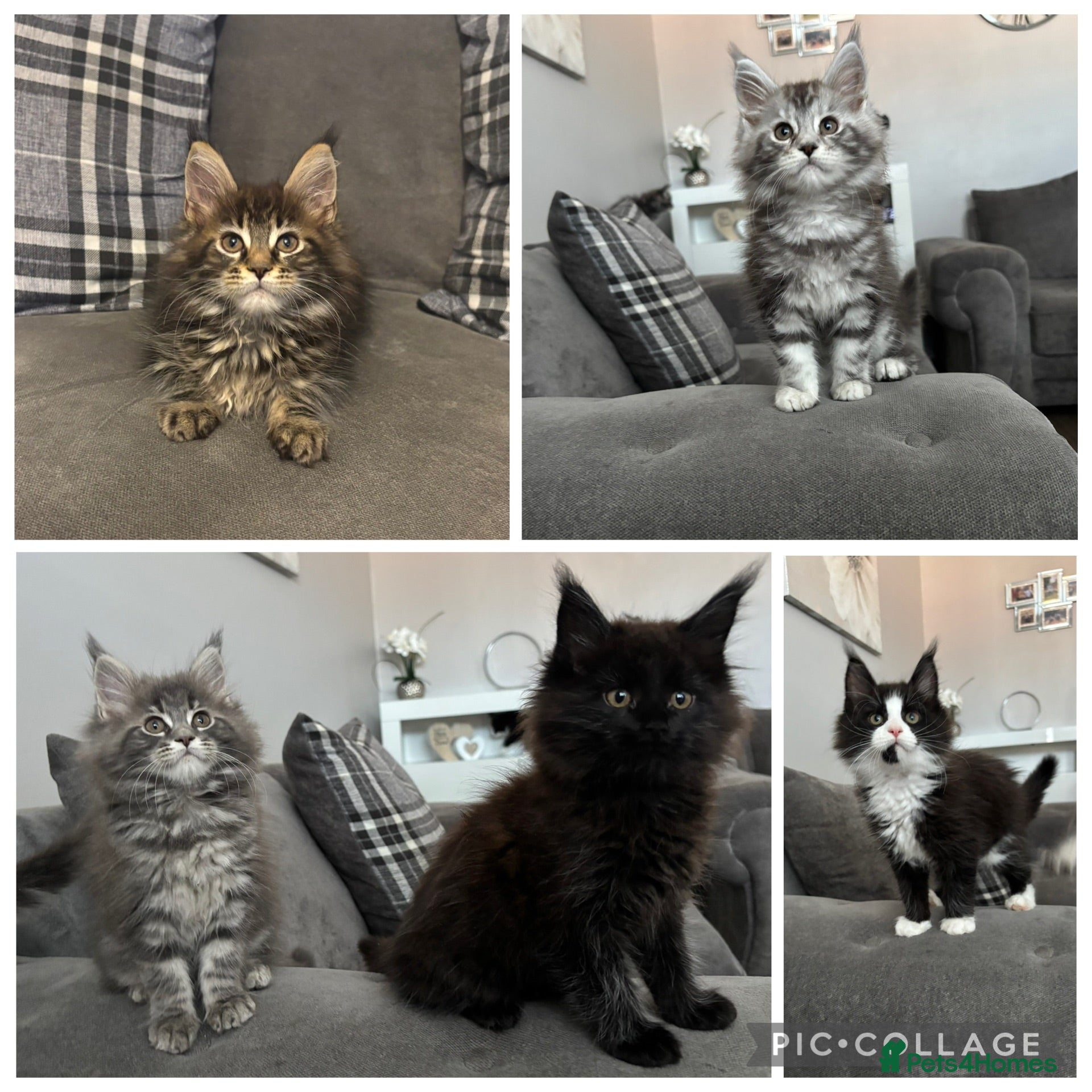 Maine Coon cats AMAZING HEALTH TESTED TICA REG MAINE COON KITTENS  - Advert 1