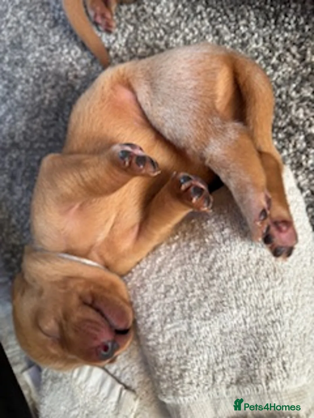 Labrador Retriever dogs for sale: Red Fox Labrador - Advert 7