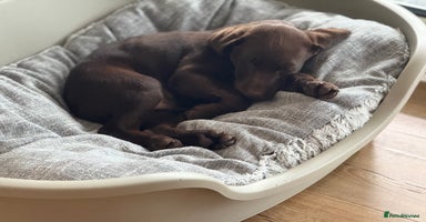 Labrador Retriever dogs - Advert 2