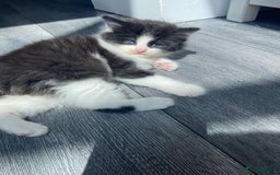 British Longhair cats for sale: 2 kittens one male one female - Image 1