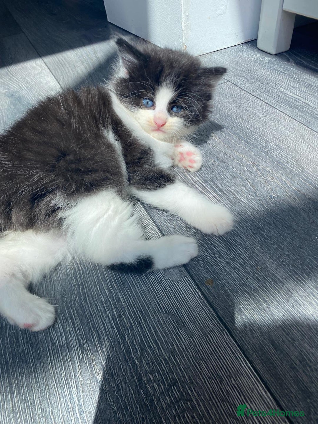 British Longhair cats for sale: 2 kittens one male one female - Image 1
