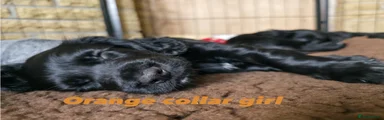 Sprocker 2