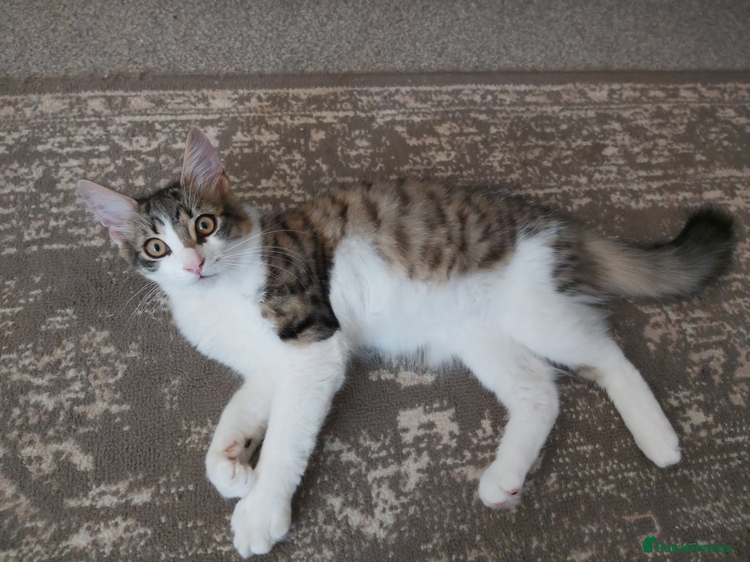 Mixed Breed cats for sale: beautiful 3mth old kittens 2 female ready to go - Image 8