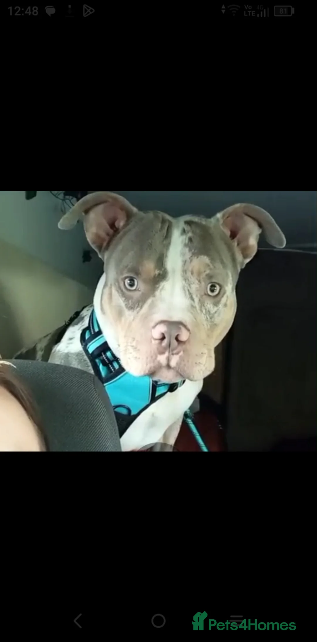 Mixed Breed dogs for sale: Please can you help with our loving dog  - Advert 2