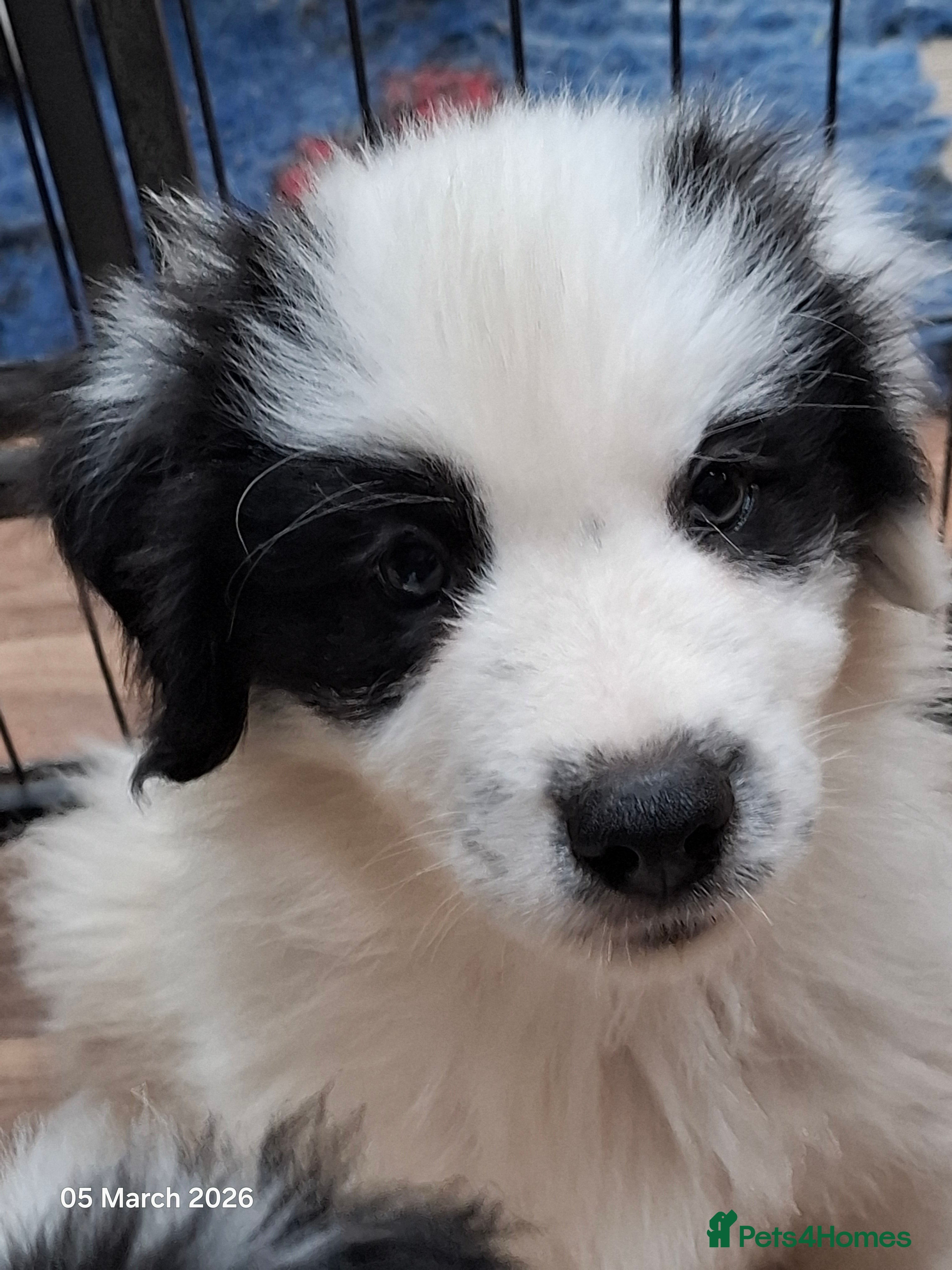 Samoyed dogs Samoyed x Border Collie Hybrid pups - Advert 1