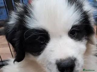 Samoyed dogs Samoyed x Border Collie Hybrid pups - Advert 10