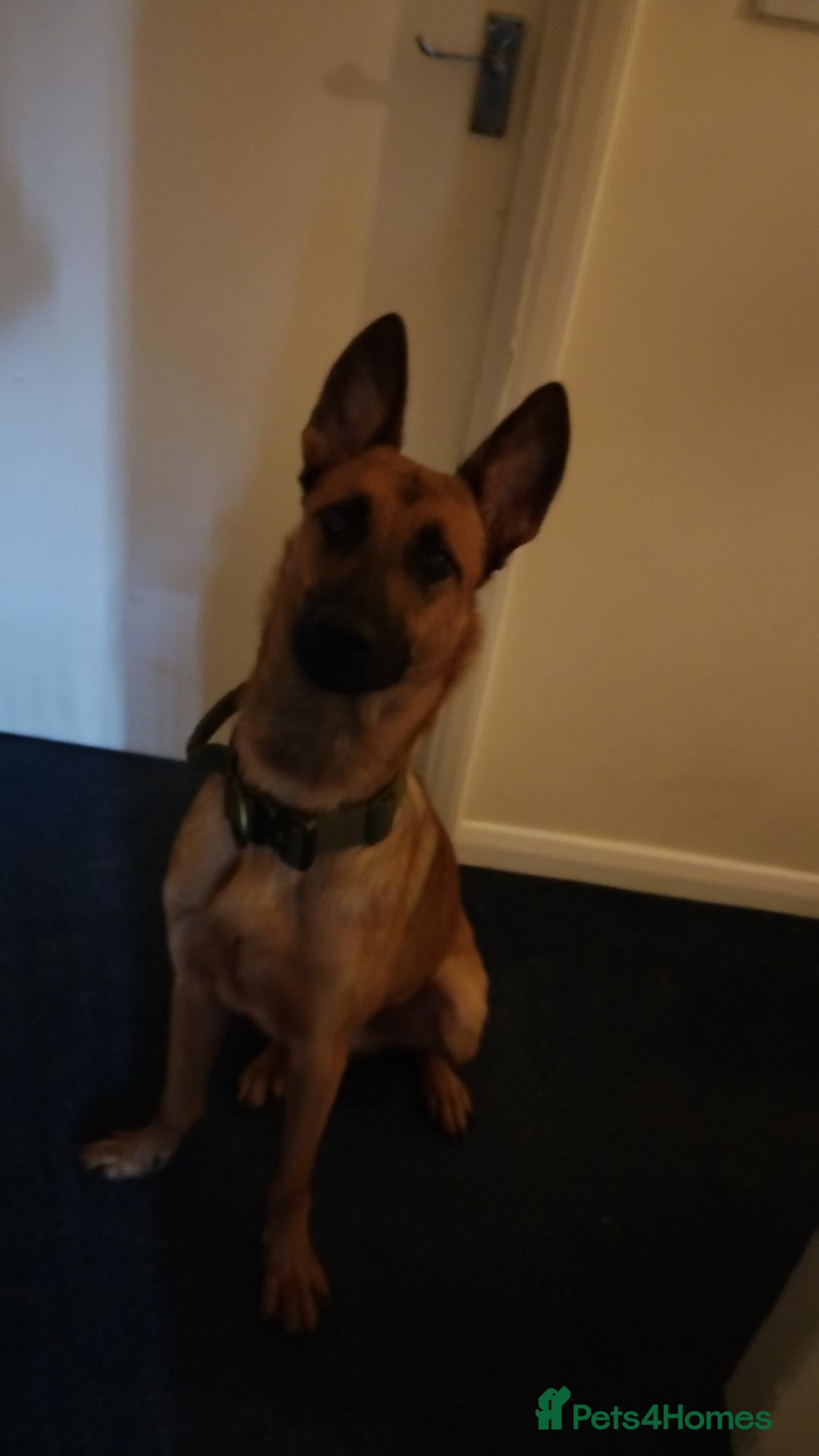 Mixed Breed dogs Belgian malinois X gsd - Advert 1