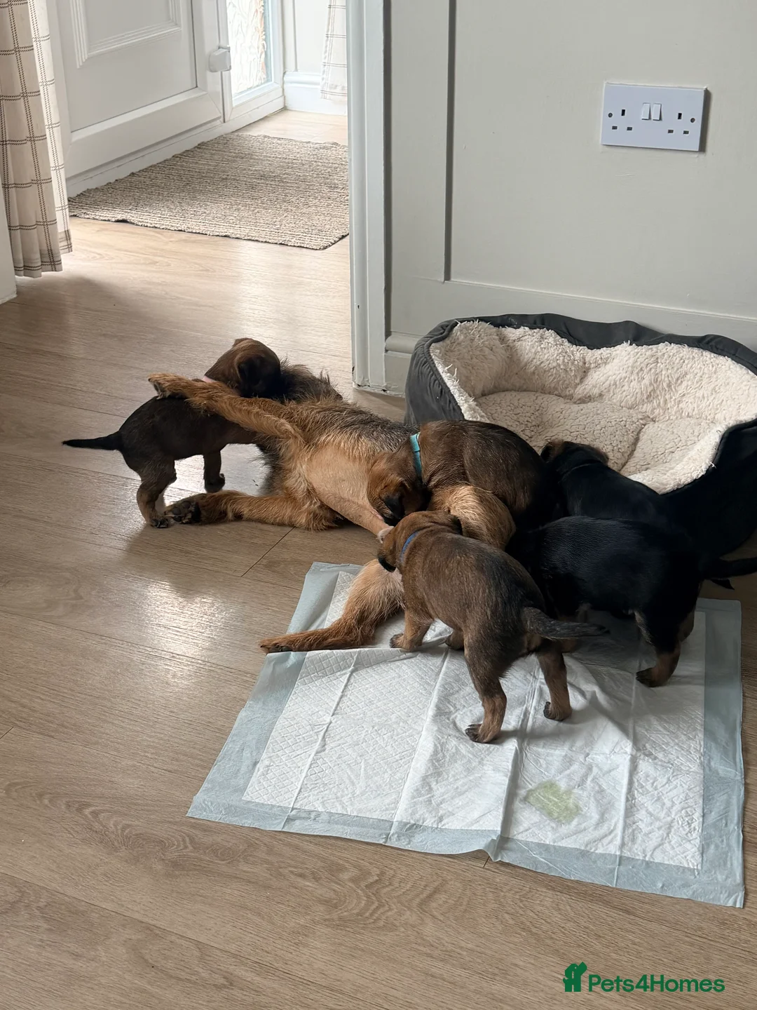 Border Terrier dogs for sale: Border terrier puppies  in Sleaford - Advert 11