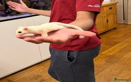Sugar Glider rodents for sale:  2 Female Sugar Gliders – 5 Months Old (Tame) - Image 8