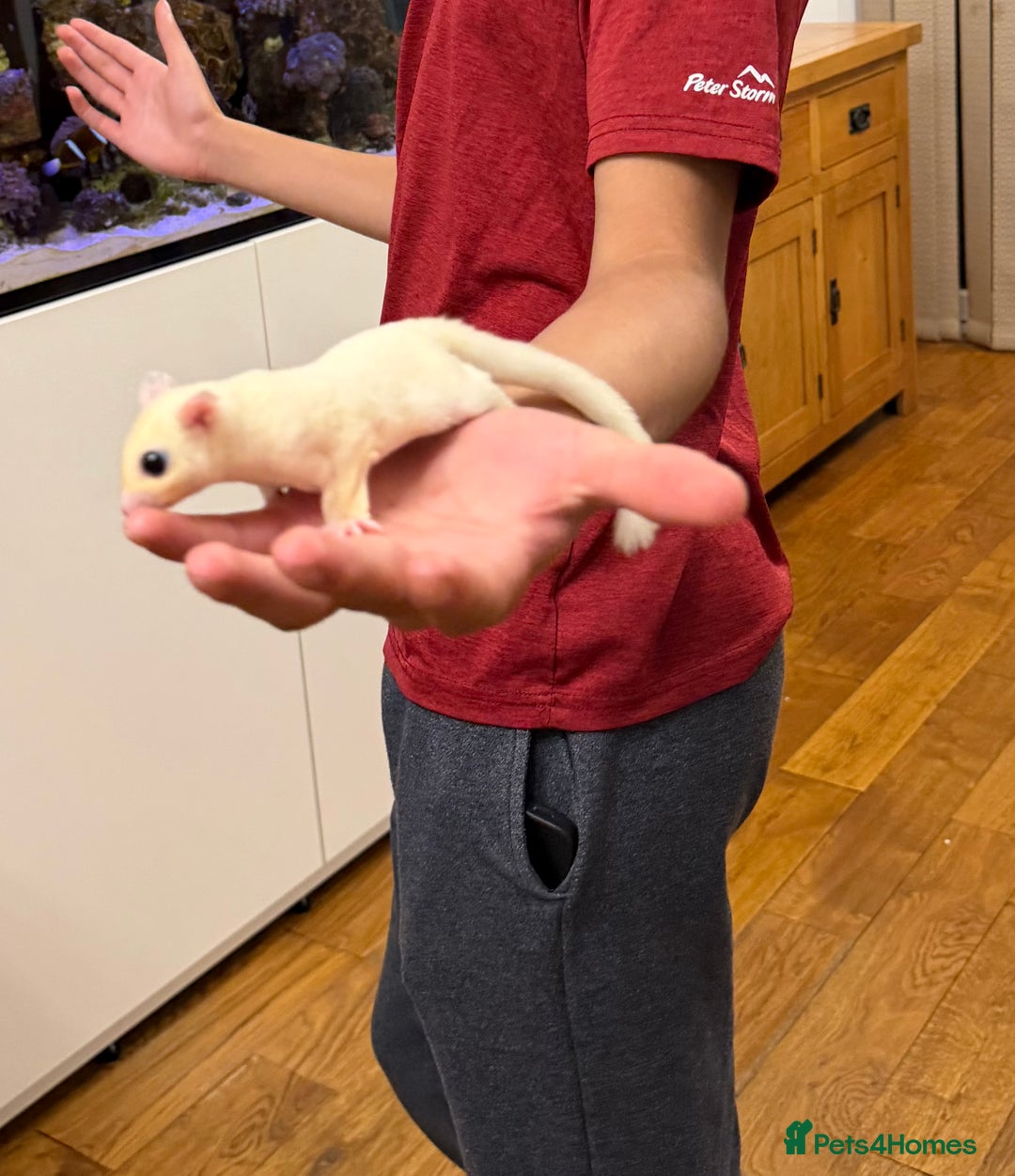 Sugar Glider rodents for sale:  2 Female Sugar Gliders – 5 Months Old (Tame) - Image 8