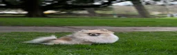Pomeranian dogs for sale: Mini Pomeranian Puppy KC registered Milton Keynes - Advert 13
