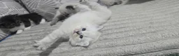 Maine Coon cats for sale: Mainecoon/ragdoll - Advert 4