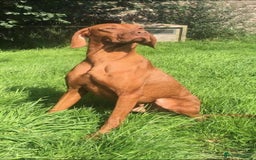 Hungarian Vizsla dogs for sale: Vizslas Devon KC Puppies - Image 10