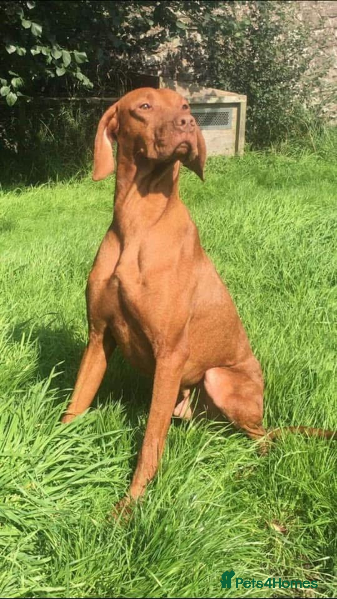 Hungarian Vizsla dogs for sale: Vizslas Devon KC Puppies - Image 10