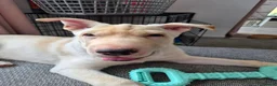 Mixed Breed dogs for sale: Ghost - Advert 3