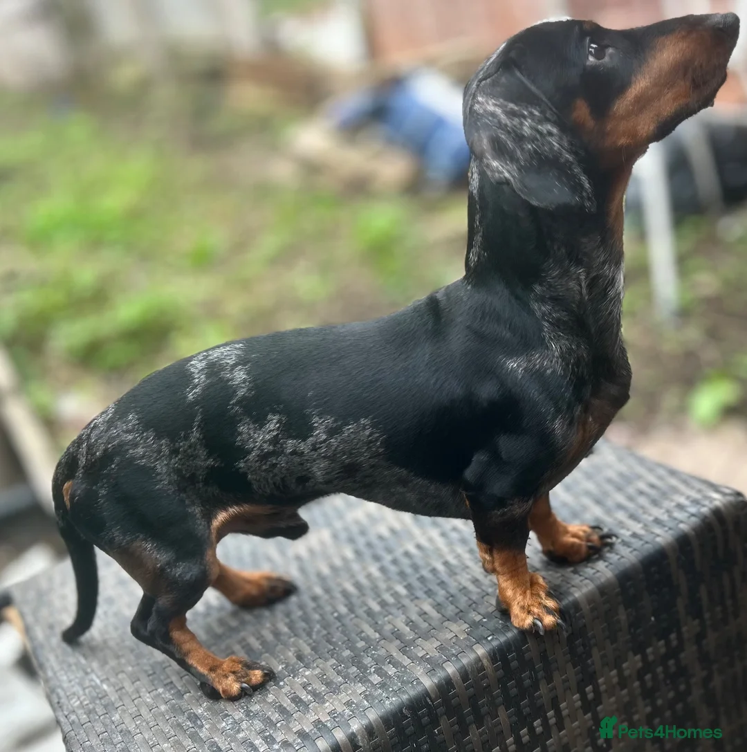 Miniature Dachshund dogs for stud: Miniature Black and Tan dapple for stud - Advert 6