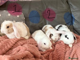 Mini Lop rabbits - Advert 7
