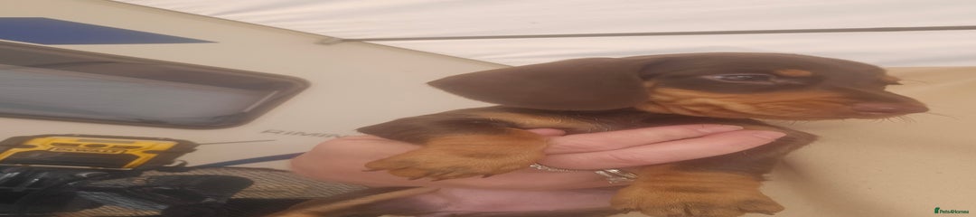 Dachshund Puppy 5