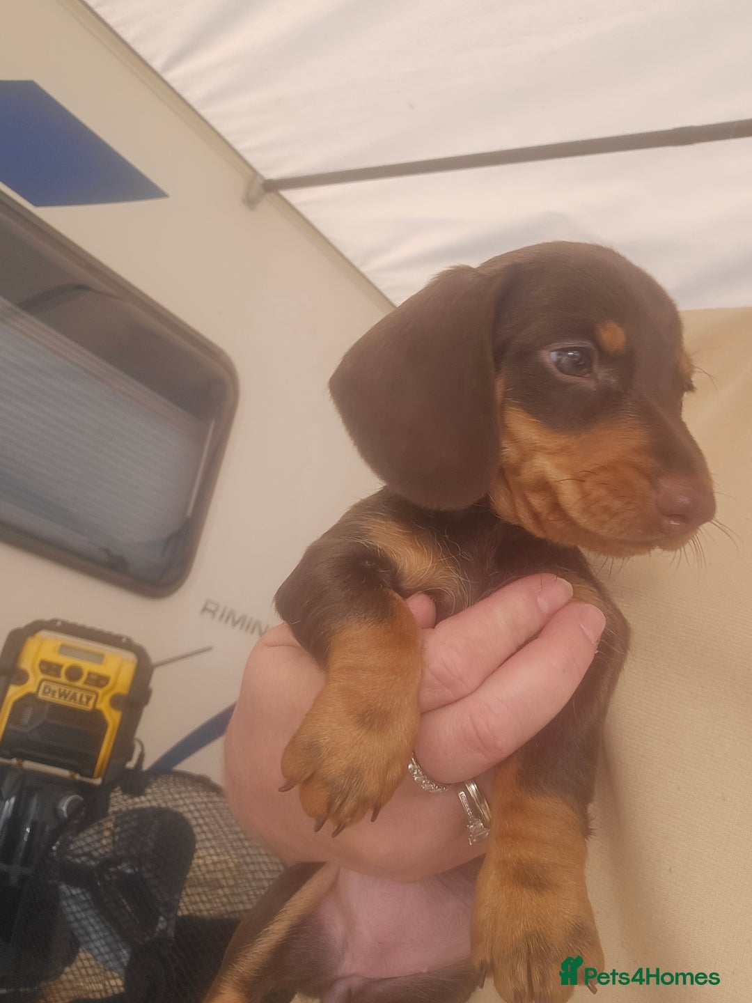 Dachshund dogs for sale: Miniature Dachsunds ready 2/9 - Image 36