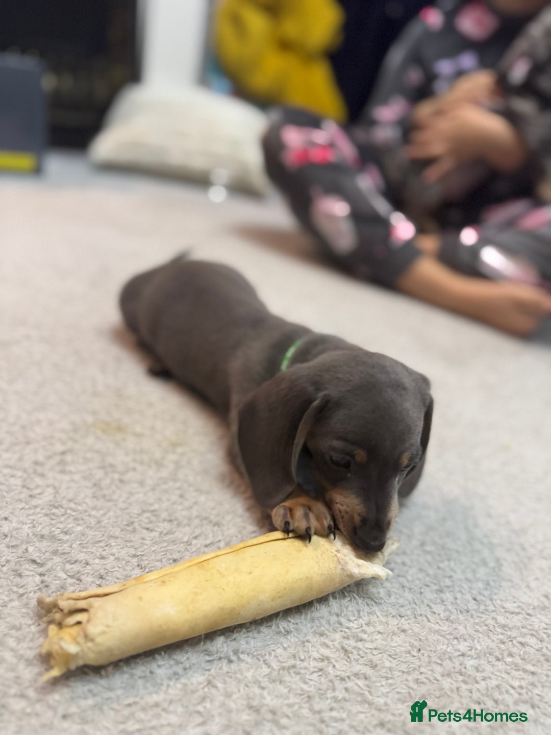 Miniature Dachshund dogs for sale: READY NOW  - Advert 4