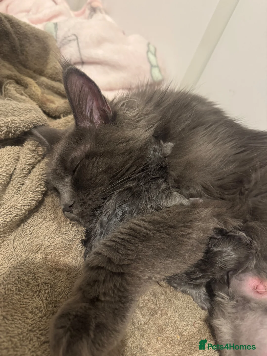 Maine Coon cats for sale: Blue Smoke Maine Coon TICA Babies - Advert 7